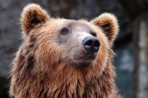 L'orso simbolo del Parco d'Abruzzo e il lupo